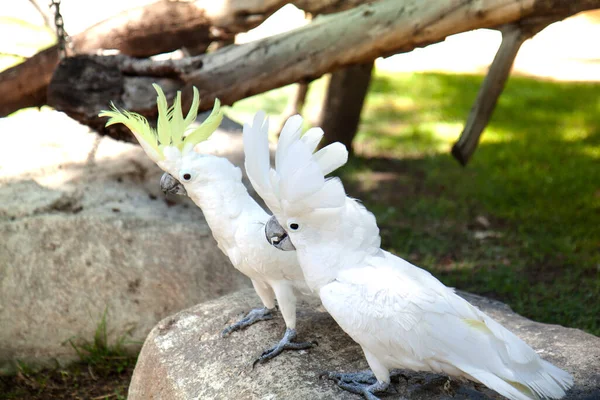 Milující Pár Bílých Kakadu — Stock fotografie