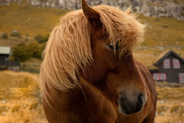 Cavalo Marrom Nas Ilhas Faroé — Fotografia de Stock