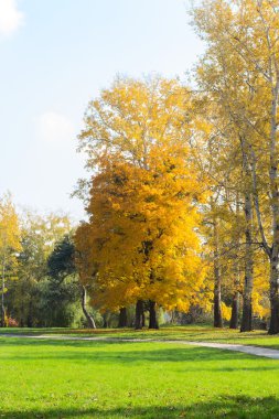 parlak sonbahar manzara