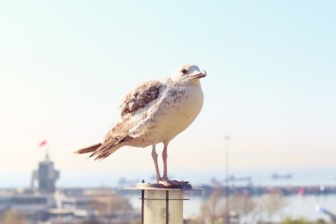 Fener üzerinde martı