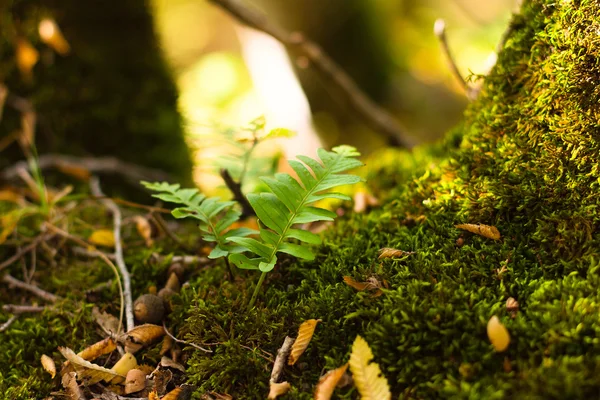 Grüne Farnblätter — Stockfoto