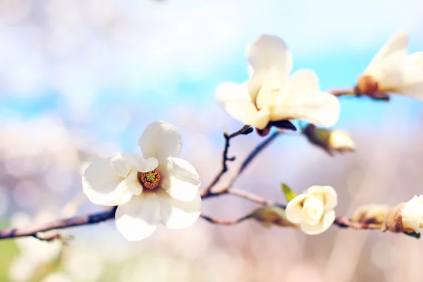 Magnolia blanca —  Fotos de Stock