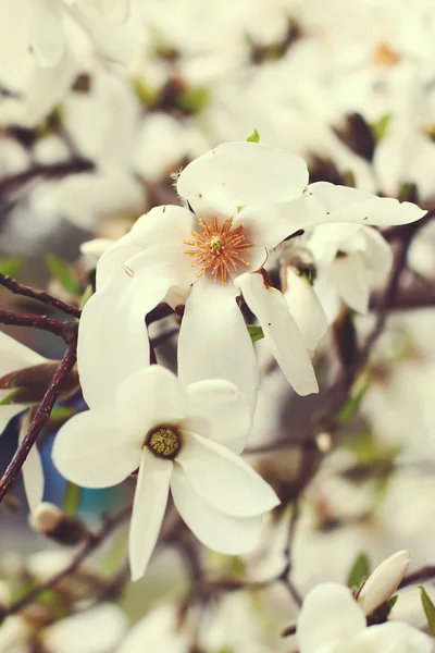 Weiße Magnolienblüte — Stockfoto