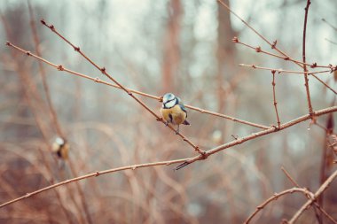küçük blaumeise dalı (Avrasya Mavi baştankara)