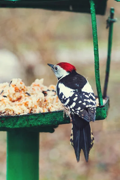 Buntspecht am Vogelfutterhäuschen (Dendrocopos major)) — Stockfoto