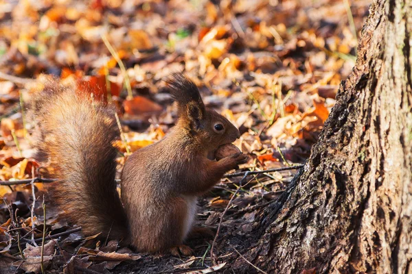 Vörös mókus (sciurus vulgaris őszi erdőben) — Stock Fotó