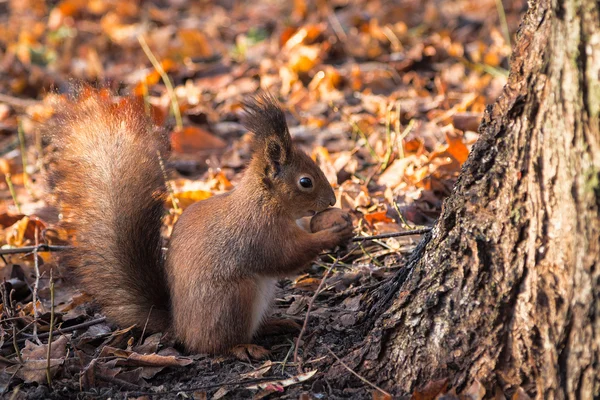 Scoiattolo rosso con noce (Sciurus vulgaris ) — Foto Stock