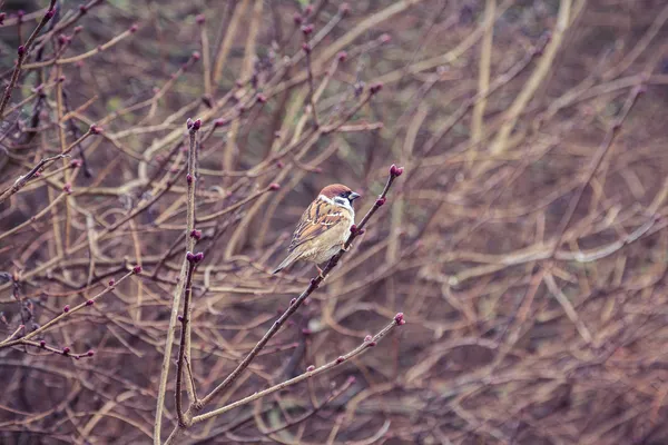 Sperling kleiner Vogel auf Ast — Stockfoto