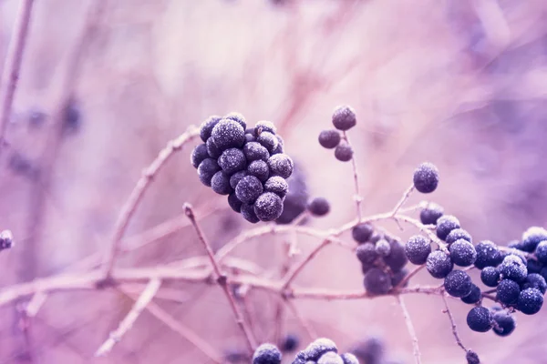 Owoce dzikiej ligustr w szron — Zdjęcie stockowe