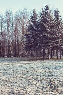mavi soğuk sabah parkta