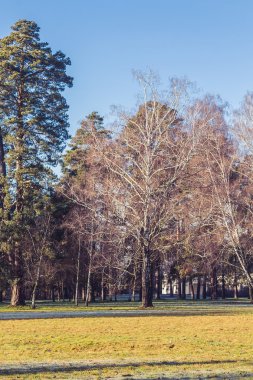 güneşli sabah winter park peyzaj