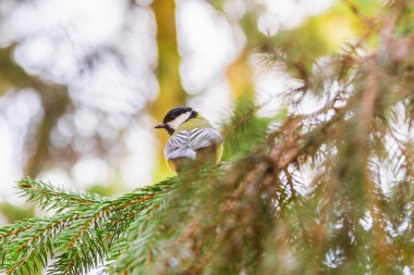 büyük baştankara çam dalı oturuyor