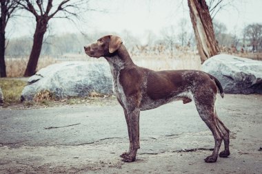 Alman shorthaired ibre
