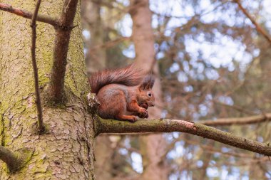 Sincap (sciurus vulgaris ceviz yemek)