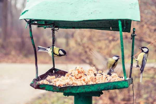 Birds on the bird feeder — Stock Photo, Image