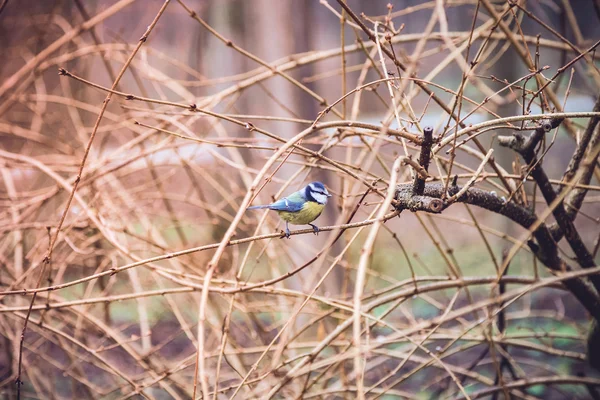 Little Blue Tit on the branch (Eurasian Blue Tit) — Stock Photo, Image