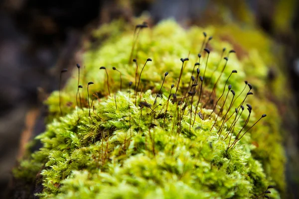 Bright green moss — Stock Photo, Image