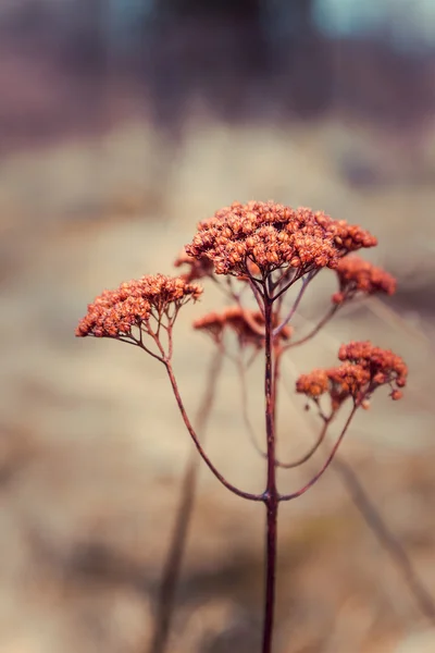 Flor vermelha do outono — Fotografia de Stock