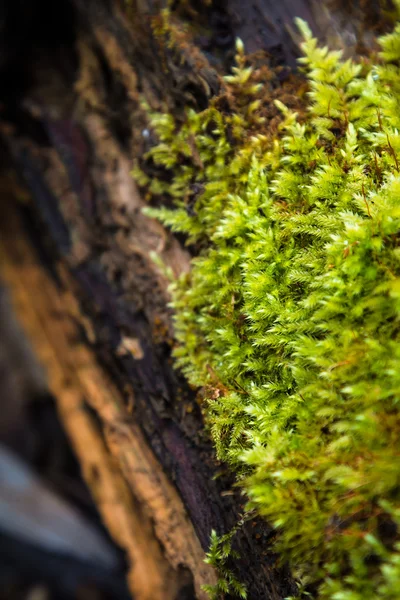 Musgo verde brillante —  Fotos de Stock