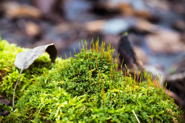 Ljus grön mossa — Stockfoto