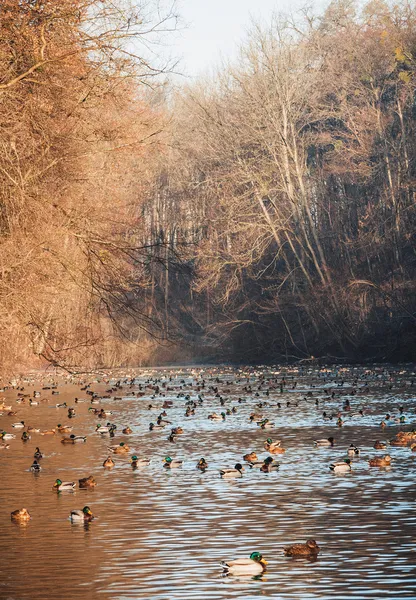 Kachna jezero — Stock fotografie