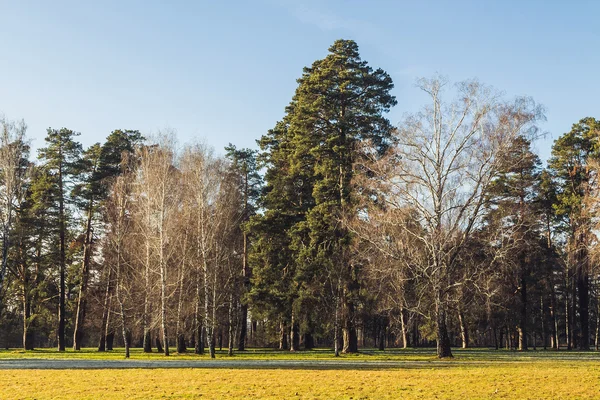 Sunny autumn park landscape — Stock Photo, Image