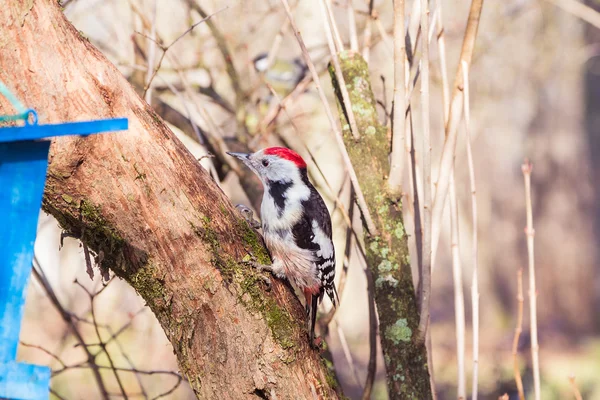 Pájaro carpintero pelirrojo en el tronco del árbol (Dendrocopos major ) —  Fotos de Stock