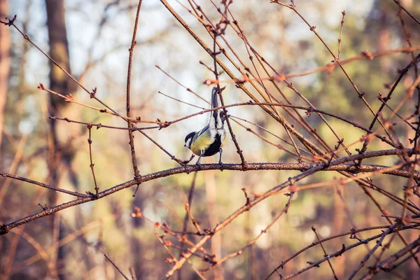 Great tit is sitting back on a branch — Stock Photo, Image