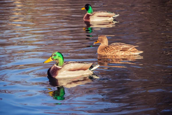 Ducks on a pond — Stock Photo, Image