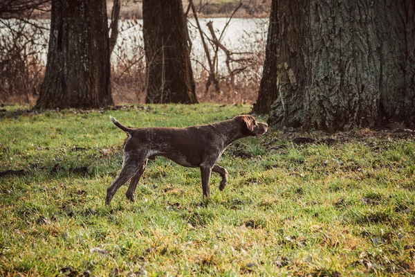 Kurzhaar - Perro cazador — Foto de Stock