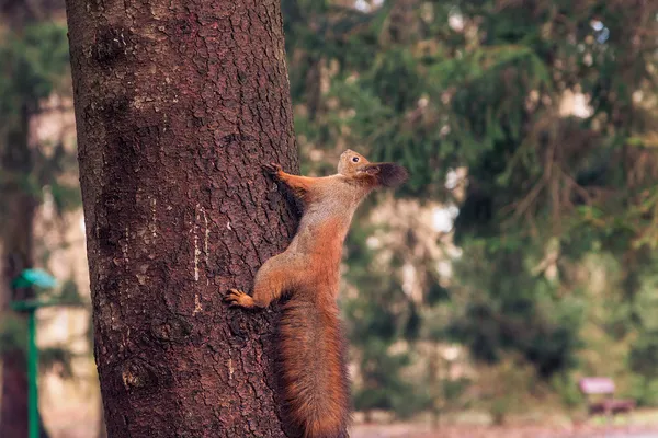 Ekorre på trädet (sciurus vulgaris) — Stockfoto