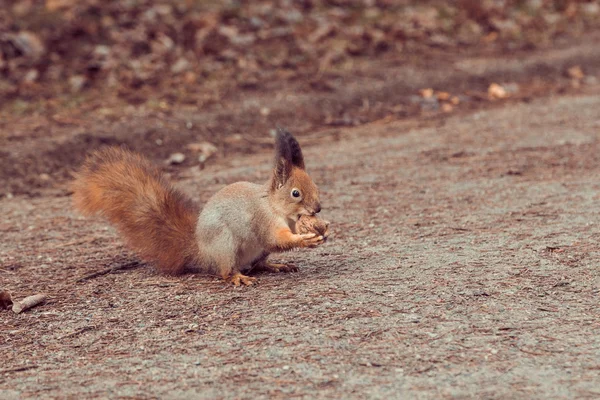 Κόκκινο σκίουρο με καρύδι (sciurus vulgaris) — Φωτογραφία Αρχείου
