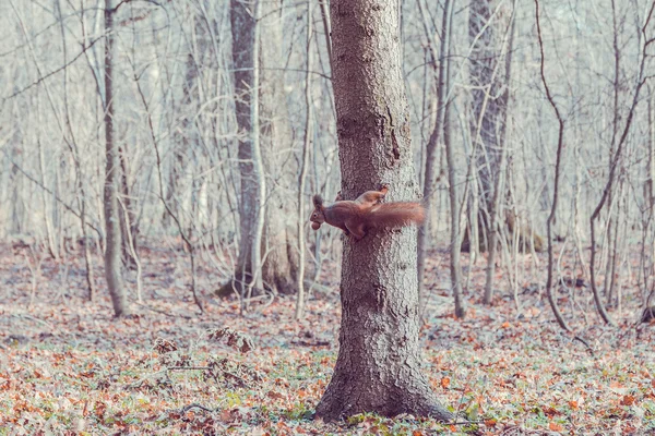 Esquilo vermelho com noz na árvore (Sciurus vulgaris ) — Fotografia de Stock