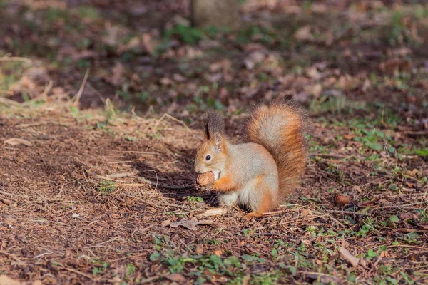 Eichhörnchen mit Walnuss (sciurus vulgaris)) — Stockfoto