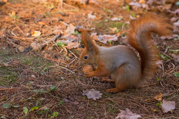 Vörös mókus eszik egy dió (sciurus vulgaris) — Stock Fotó