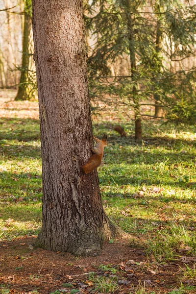 Red Squirrel on tree (Sciurus vulgaris) — Stock Photo, Image