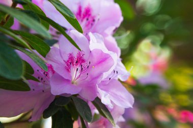 pembe açelya çiçekleri