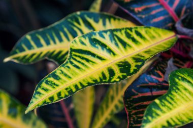 tropikal yaprak (codiaeum)