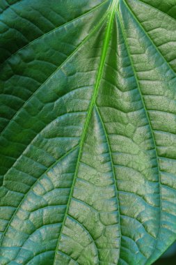 büyük yeşil yaprak