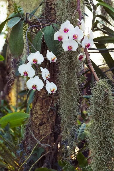 Orquídea Phalaenopsis branca e rosa — Fotografia de Stock