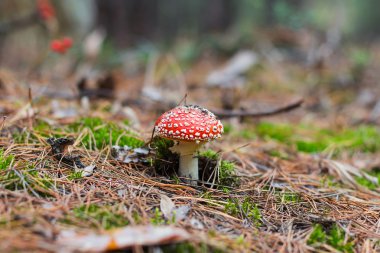 Fly-agaric Forest (amanita Zehirli mantar)