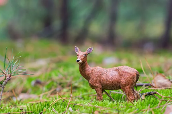 Roe deer standing in a field of grass — Stock Photo, Image
