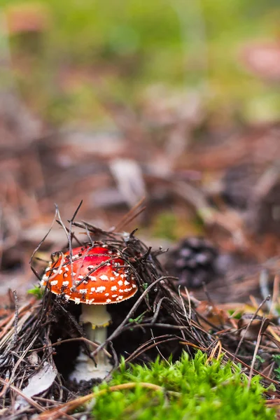 Muchomůrka v lese na jehličí — Stock fotografie