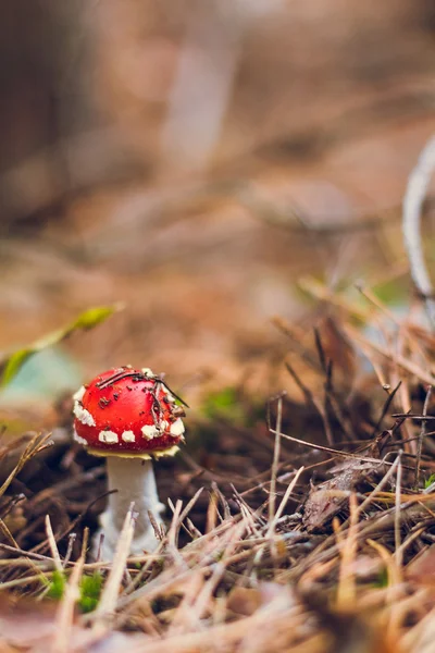 Beetje gevlekte paddenstoel in bos — Stockfoto