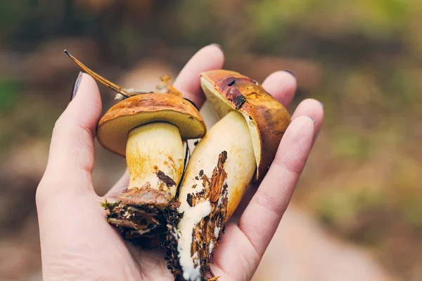 Two boletus mushrooms in the hand — Stock Photo, Image