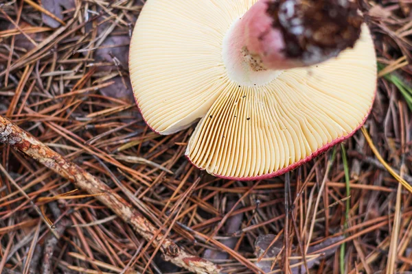 Essbarer Rossula-Pilz — Stockfoto