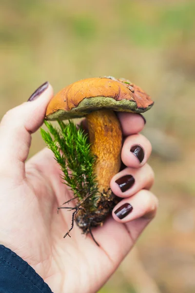 Edible boletus mushroom in female hand — Stock Photo, Image