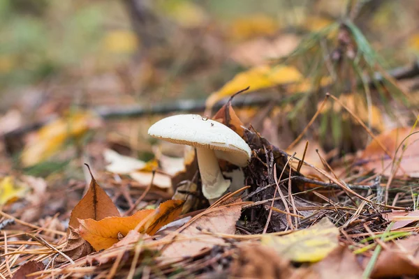 Seta blanca en el bosque de otoño —  Fotos de Stock