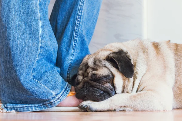 Pug branco está dormindo na perna humana — Fotografia de Stock