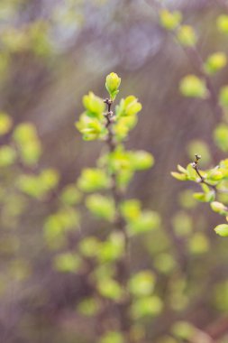 yeni yeşil yaprakları